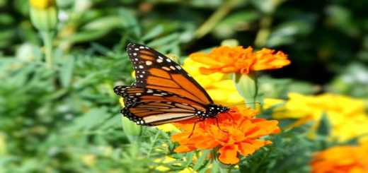 Papillon Monarque Mexique