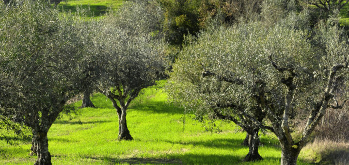 planter un olivier dans votre jardin