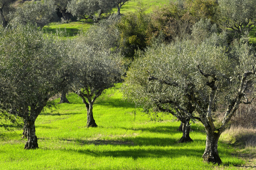 planter un olivier dans votre jardin