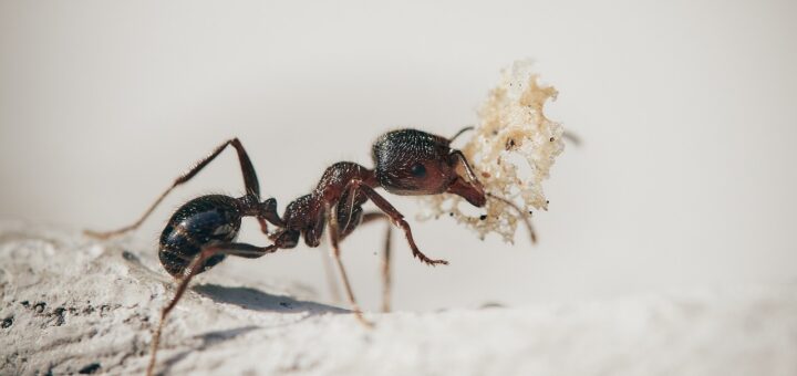 éliminer les fourmis dans sa maison